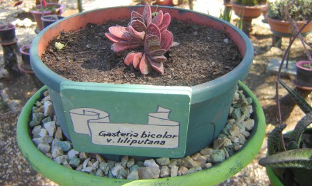 Gasteria bicolor v. liliputana